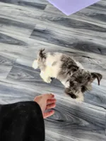 Ridge, a male Miniature Schnauzer for sale in Kansas City, MO – 7 of 10