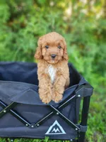 Bear , a male Cavapoo for sale in Kansas City, MO – 6 of 9