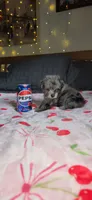 Tiny Toy , a female Miniature Schnauzer for sale in Kansas City, MO – 9 of 10