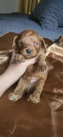 Biscoff, a male Cavapoo for sale in Kansas City, MO – 3 of 10