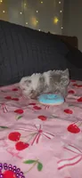 Twinkle , a female Miniature Schnauzer for sale in Kansas City, MO – 9 of 10