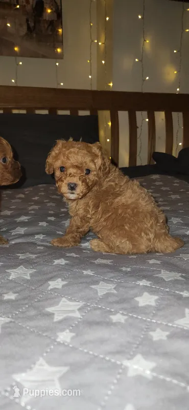 Butterbean – Cavapoo puppy for sale in Kansas City, MO
