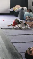 TOY Harbor , a female Miniature Schnauzer for sale in Kansas City, MO – 6 of 8