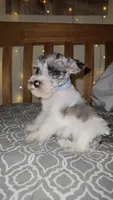 Ridge , a male Miniature Schnauzer for sale in Kansas City, MO – 10 of 10