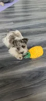 Ridge, a male Miniature Schnauzer for sale in Kansas City, MO – 3 of 10