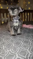 Toy Rain, a female Miniature Schnauzer for sale in Kansas City, MO – 2 of 10