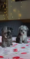 Tiny Toy, a male Miniature Schnauzer for sale in Kansas City, MO – 4 of 10