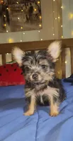 Elio, a male Yorkshire Terrier for sale in Kansas City, MO – 3 of 4