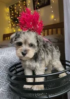 Brook, a female Miniature Schnauzer for sale in Kansas City, MO – 2 of 10