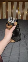 Princess , a female Yorkshire Terrier for sale in Springfield, MO – 9 of 10