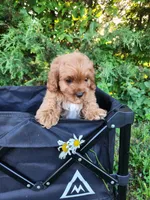 Bear , a male Cavapoo for sale in Kansas City, MO – 4 of 9