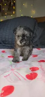 Tiny Toy, a female Miniature Schnauzer for sale in Kansas City, MO – 5 of 10
