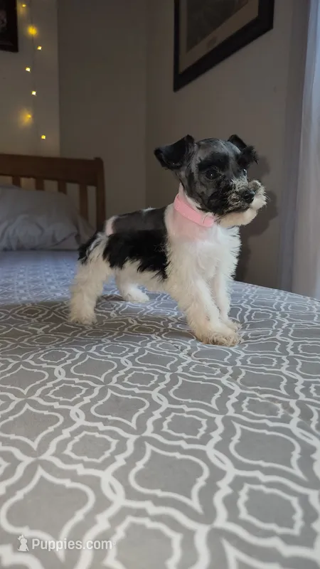 Harbor  – Miniature Schnauzer puppy for sale in Kansas City, MO