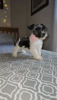 Harbor , a female Miniature Schnauzer for sale in Kansas City, MO – 1 of 10