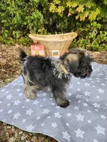 Misha , a male Miniature Schnauzer for sale in Kansas City, MO – 9 of 10