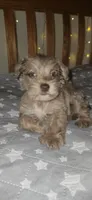 Minky, a female Miniature Schnauzer for sale in Kansas City, MO – 8 of 10