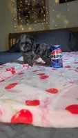 Tiny Toy, a female Miniature Schnauzer for sale in Kansas City, MO – 3 of 10