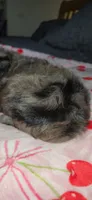 Tiny Toy , a female Miniature Schnauzer for sale in Kansas City, MO – 8 of 10
