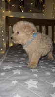 Peanut , a male Maltipoo and Poodle - Toy  for sale in Kansas City, MO – 3 of 10