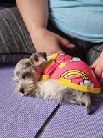 TOY Clay, a male Miniature Schnauzer for sale in Kansas City, MO – 6 of 10