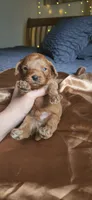 Biscoff, a male Cavapoo for sale in Kansas City, MO – 5 of 10