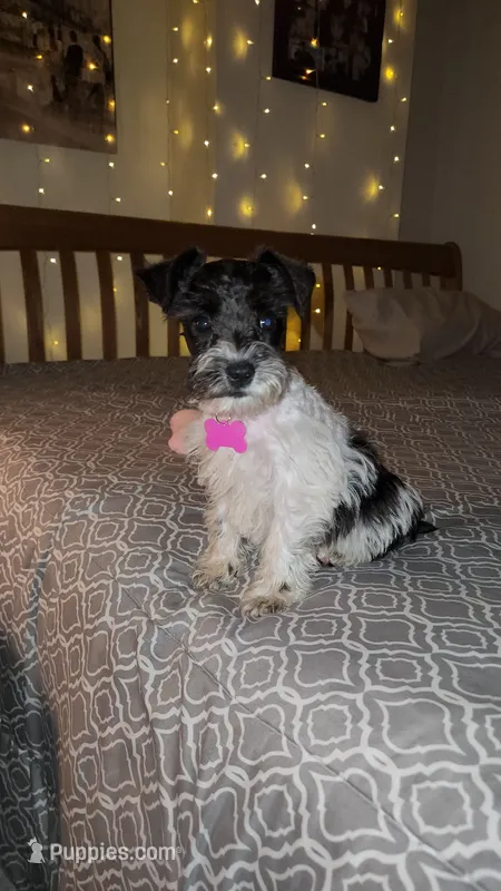 TOY Harbor  – Miniature Schnauzer puppy for sale in Kansas City, MO