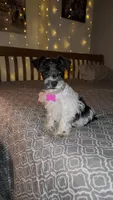 TOY Harbor , a female Miniature Schnauzer for sale in Kansas City, MO – 1 of 8