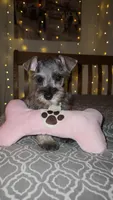 Toy Rain, a female Miniature Schnauzer for sale in Kansas City, MO – 2 of 7