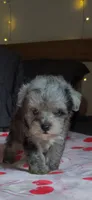 Tiny Toy, a male Miniature Schnauzer for sale in Kansas City, MO – 3 of 10