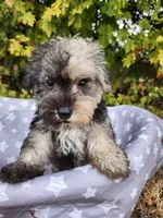 Misha , a male Miniature Schnauzer for sale in Kansas City, MO – 4 of 10
