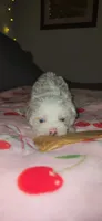 Twinkle , a female Miniature Schnauzer for sale in Kansas City, MO – 2 of 10