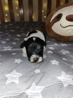 Harbor , a female Miniature Schnauzer for sale in Kansas City, MO – Photo 8 of 8