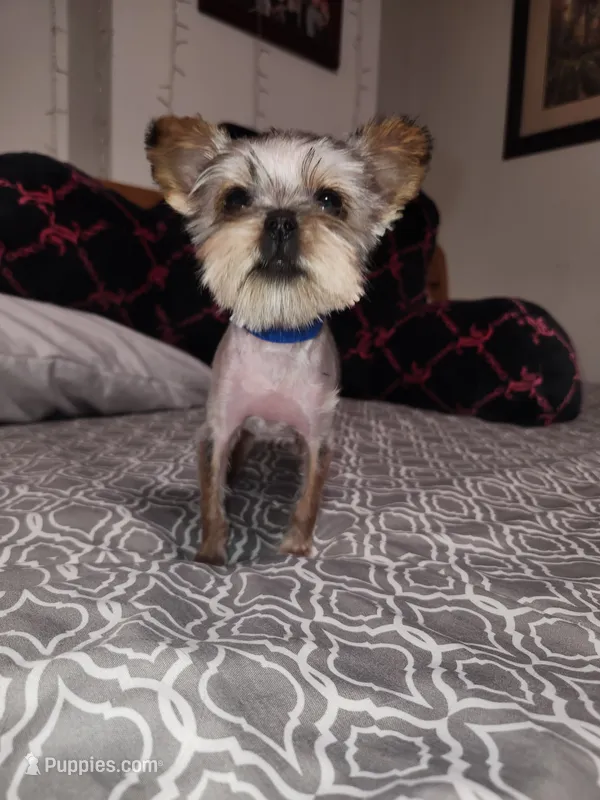 Tiny Timmy  – Yorkshire Terrier puppy for sale in Kansas City, MO
