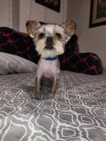 Tiny Timmy , a male Yorkshire Terrier for sale in Kansas City, MO – 1 of 9