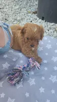 Grogu, a male Cavapoo for sale in Kansas City, MO – Photo 4 of 9
