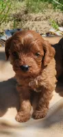 Spud , a male Cavapoo for sale in Kansas City, MO – Photo 1 of 10
