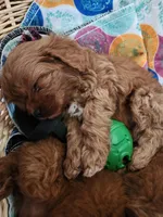 Grogu, a male Cavapoo for sale in Kansas City, MO – Photo 7 of 9