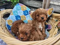 Grogu, a male Cavapoo for sale in Kansas City, MO – Photo 3 of 9