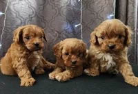 Grogu, a male Cavapoo for sale in Kansas City, MO – Photo 9 of 9