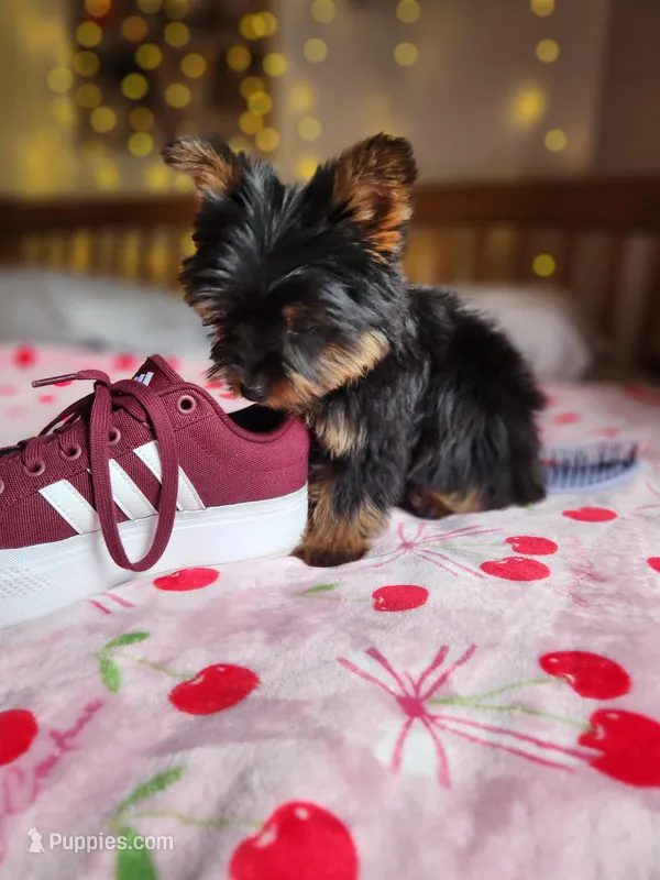 Lumi – Yorkshire Terrier puppy for sale in Kansas City, MO