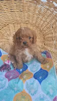 Grogu, a male Cavapoo for sale in Kansas City, MO – Photo 2 of 9