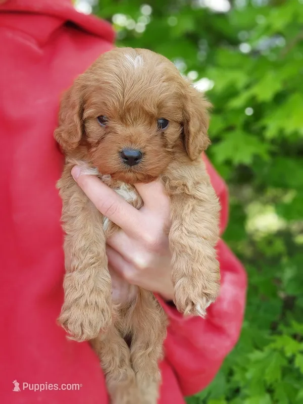 Grogu – Cavapoo puppy for sale in Kansas City, MO