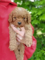 Grogu, a male Cavapoo for sale in Kansas City, MO – Photo 1 of 9