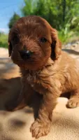 Spud , a male Cavapoo for sale in Kansas City, MO – Photo 2 of 10