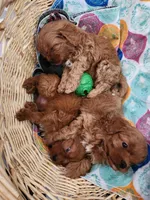Grogu, a male Cavapoo for sale in Kansas City, MO – Photo 8 of 9