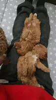 Grogu, a male Cavapoo for sale in Kansas City, MO – Photo 6 of 9