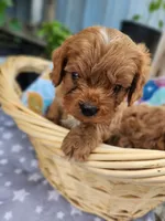 Grogu, a male Cavapoo for sale in Kansas City, MO – Photo 5 of 9