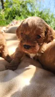 Spud , a male Cavapoo for sale in Kansas City, MO – Photo 4 of 10