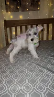 Bandana , a male Miniature Schnauzer for sale in Kansas City, MO – 2 of 7