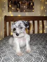 Ivy , a female Miniature Schnauzer for sale in Kansas City, MO – 9 of 9